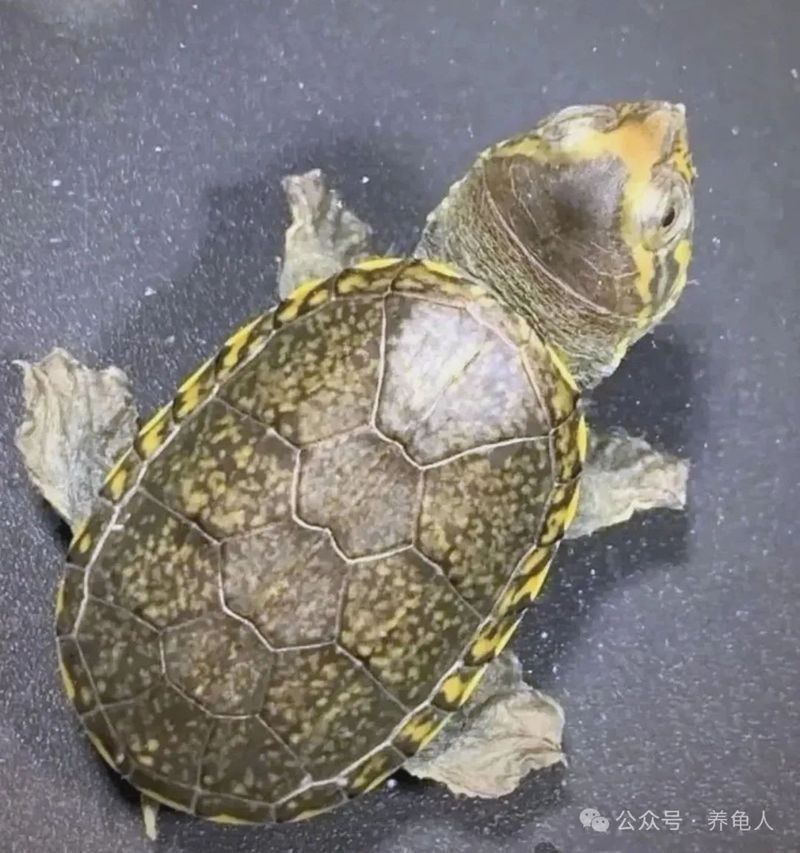 龍龜材質價格范圍（2025年寵物龜市場主流分類及價格區間分析） 龍龜材質價格范圍（2025年寵物龜市場主流分類及價格區間分析） 龍魚百科 第11張
