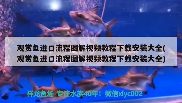 觀賞魚進口流程圖解視頻教程下載安裝大全(觀賞魚進口流程圖解視頻教程下載安裝大全) 觀賞魚進口流程圖解視頻教程下載安裝大全(觀賞魚進口流程圖解視頻教程下載安裝大全) 觀賞魚百科