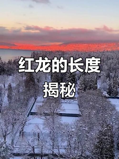 給我一些龍魚高清壁紙（精選的龍魚高清壁紙）