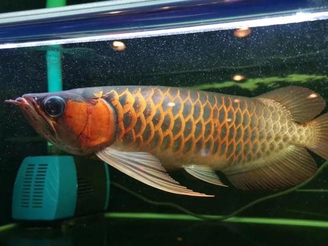 給我一些龍魚高清壁紙（精選的龍魚高清壁紙）