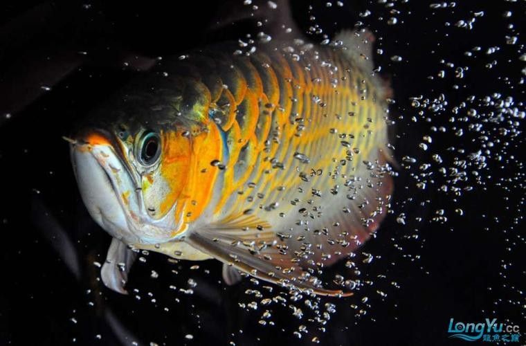 給我一些龍魚高清壁紙（精選的龍魚高清壁紙）
