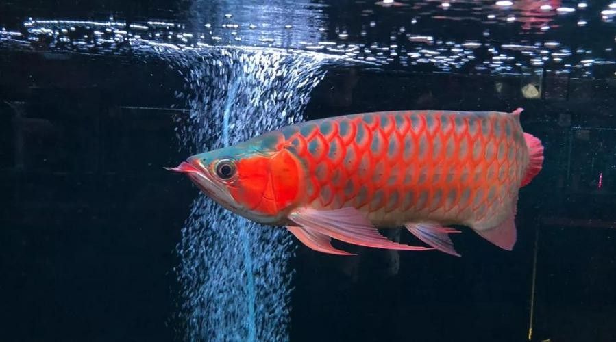 給我一些龍魚高清壁紙（精選的龍魚高清壁紙）