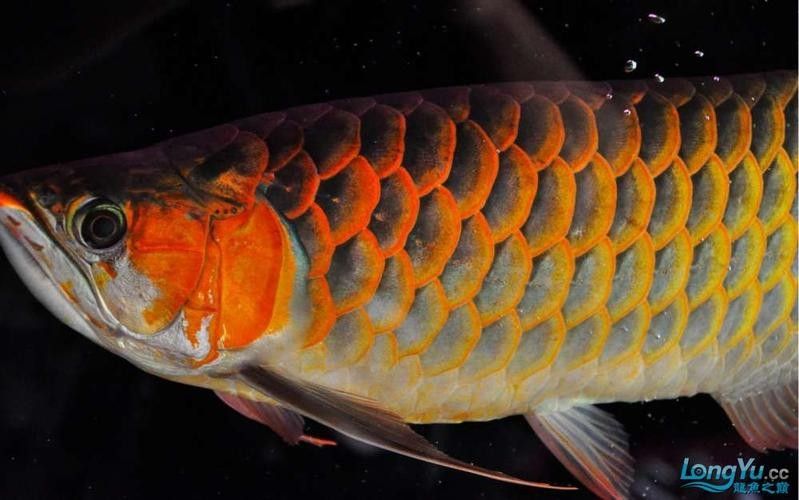 給我一些龍魚高清壁紙（精選的龍魚高清壁紙）