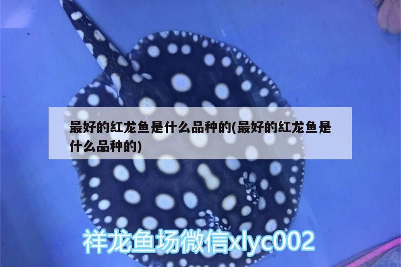 最好的紅龍魚是什么品種的(最好的紅龍魚是什么品種的)