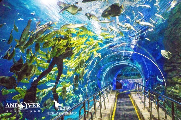 該水族館的營業時間是？（國內主要水族館的營業時間信息） 該水族館的營業時間是？（國內主要水族館的營業時間信息） 龍魚百科 第3張