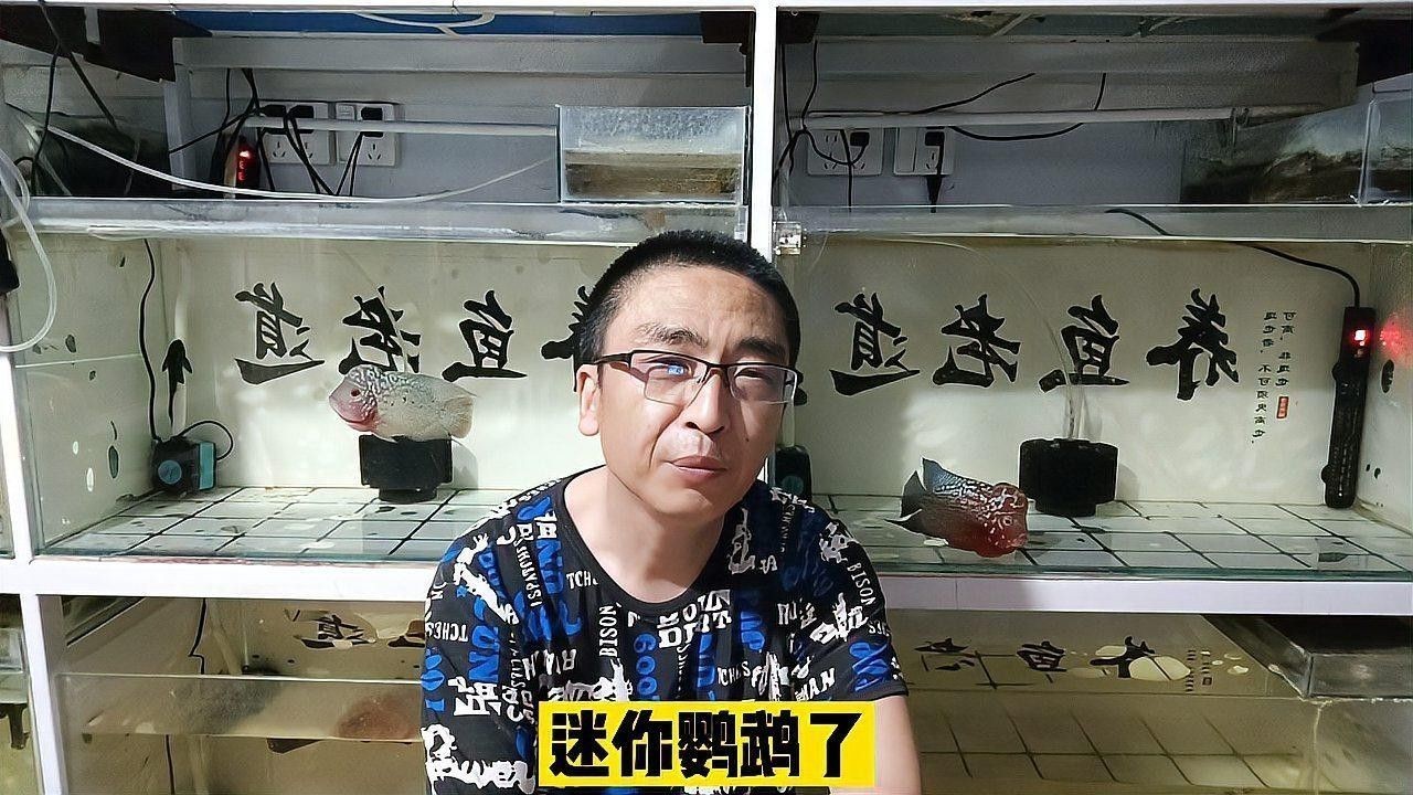 龍魚蒙眼病能否徹底治愈關(guān)鍵看病情階段和處理是否及時(shí)發(fā)現(xiàn)，龍魚蒙眼病如何治療