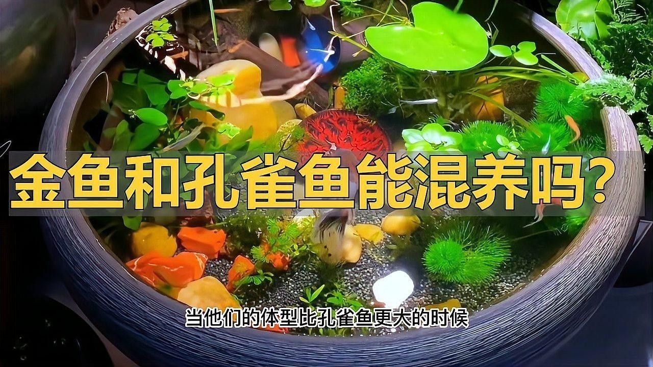 如何逐步調整混養水溫（養魚大神必修課:冷水魚+熱帶魚混養的禁忌與神操作）
