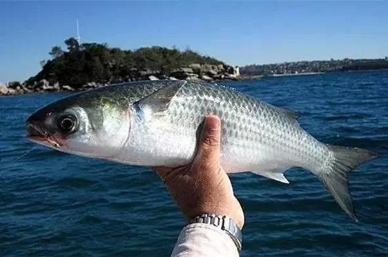 葵龍魚有哪些別名（舌尖上的記憶之葵龍魚）