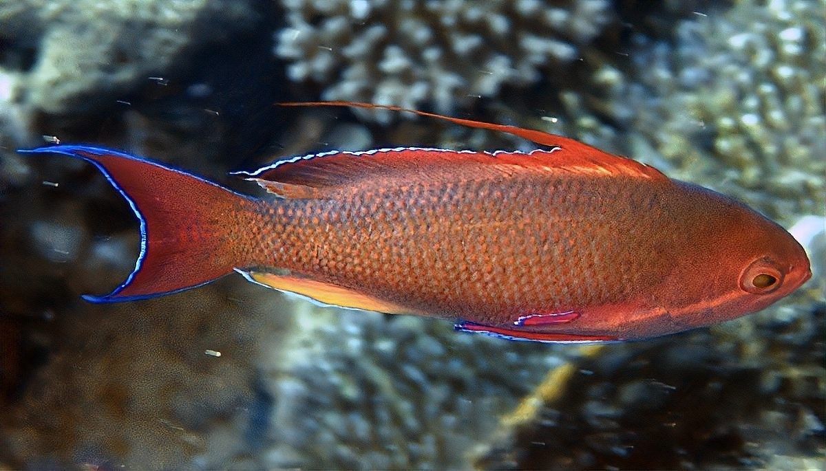 龍魚和翹嘴哪個更值錢（龍魚和翹嘴哪個更值錢？）