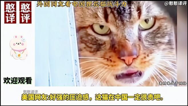 龍貓和貓打架時，誰更容易受傷（龍貓和貓打架時，誰更容易受傷，外國網(wǎng)友看中國貍花貓戰(zhàn)斗機有多強）