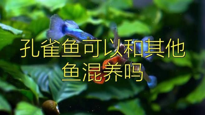 孔雀魚混養的最佳選擇（孔雀魚和什么魚可以混養）