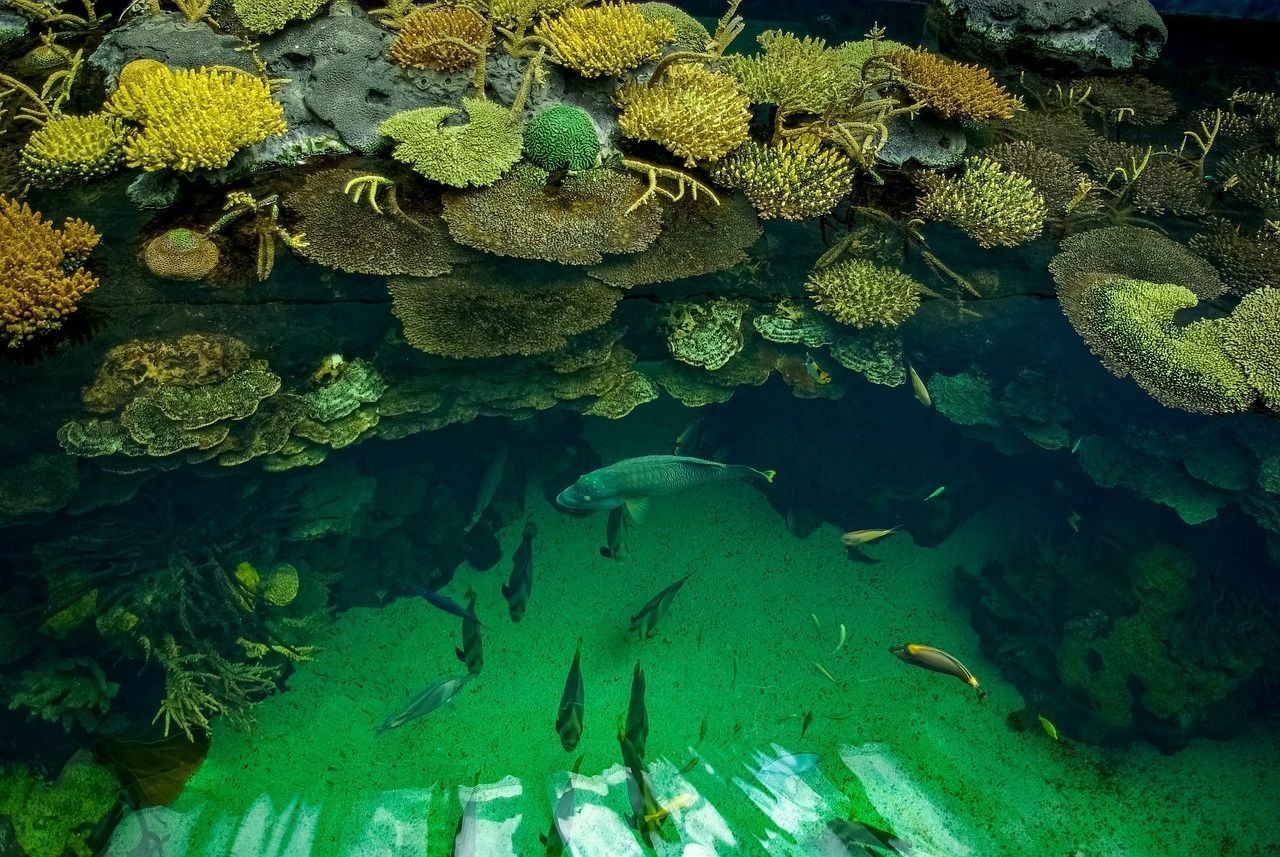 彩蝶魚缸下水管道尺寸多大的 彩蝶魚缸底濾安裝圖
