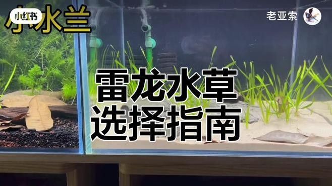 雷龍魚造景需要哪些水草（適合雷龍魚的水草品種推薦雷龍魚造景需要哪些燈具）