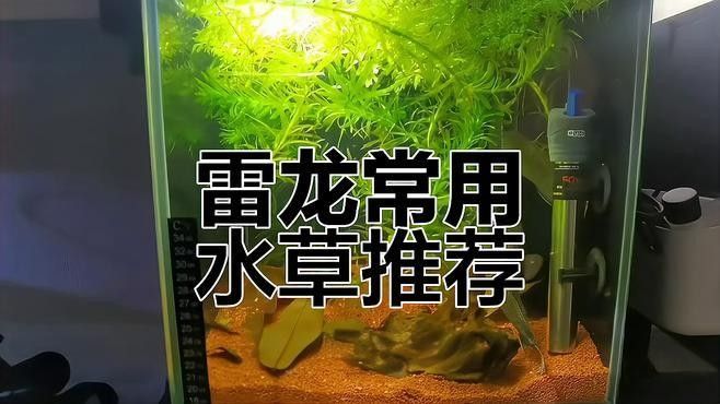 雷龍魚造景需要哪些水草（適合雷龍魚的水草品種推薦雷龍魚造景需要哪些燈具）