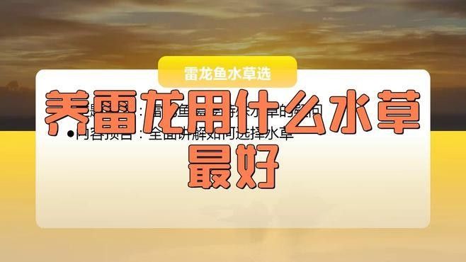 雷龍魚造景需要哪些水草（適合雷龍魚的水草品種推薦雷龍魚造景需要哪些燈具）