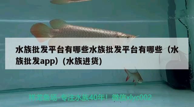 水族批發平臺有哪些水族批發平臺有哪些（水族批發app）(水族進貨)