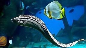 如何區分過山龍魚和其他鰻鱺（如何區分過山龍魚和寶迦海龍？） 如何區分過山龍魚和其他鰻鱺（如何區分過山龍魚和寶迦海龍？） 龍魚百科 第6張