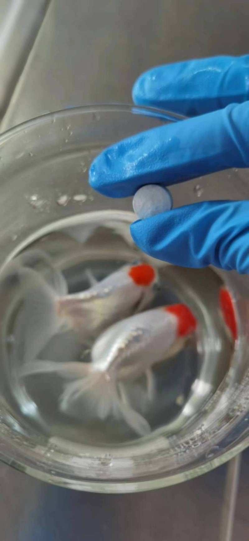 金龍魚苗如何消毒（新魚入缸前如何消毒金魚長壽秘訣全攻略大揭秘）