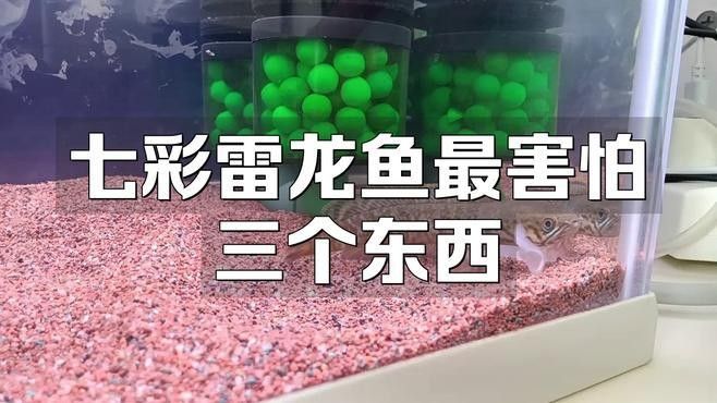 雷龍魚有哪些天敵？（雷龍魚在自然環境中有哪些天敵可能對雷龍魚構成威脅）