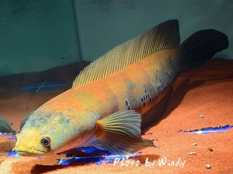 雷龍魚(yú)有哪些天敵？（雷龍魚(yú)在自然環(huán)境中有哪些天敵可能對(duì)雷龍魚(yú)構(gòu)成威脅）