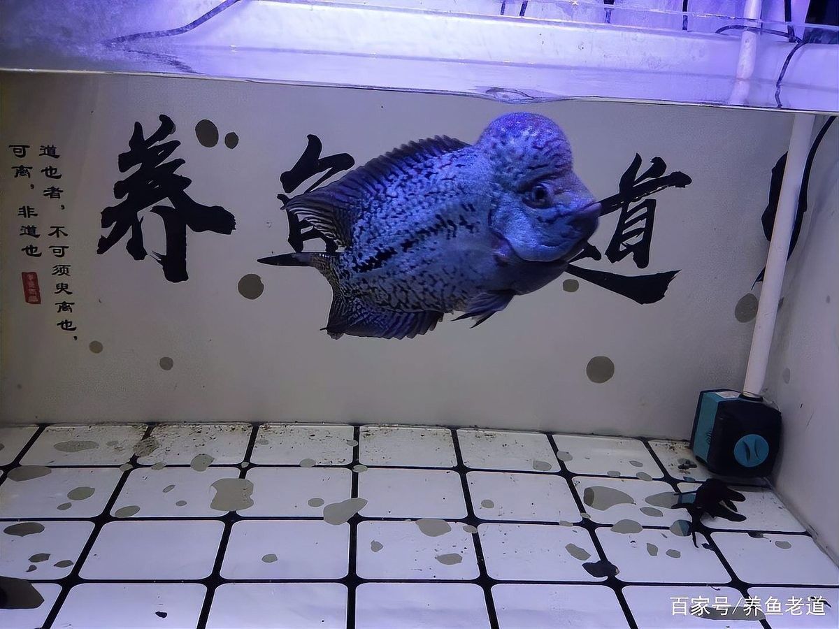 如何判斷虎皮恐龍魚是否恢復（判斷虎皮恐龍魚是否恢復健康，從多個方面進行觀察和評估）