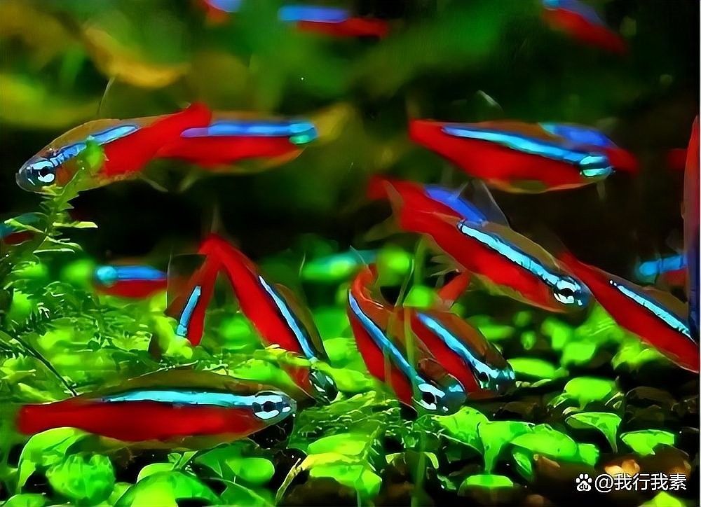 龍魚多久不吃東西會(huì)開始消瘦（龍魚多久不吃東西會(huì)開始消瘦，）