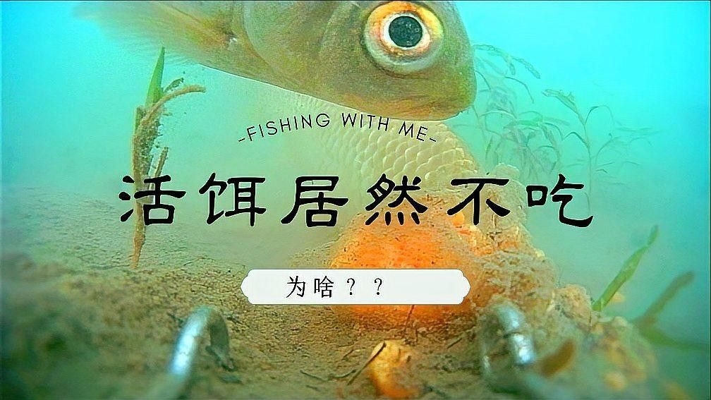 如何判斷活餌是否徹底消毒（怎樣判斷活餌是否徹底消毒？） 如何判斷活餌是否徹底消毒（怎樣判斷活餌是否徹底消毒？） 龍魚百科 第1張