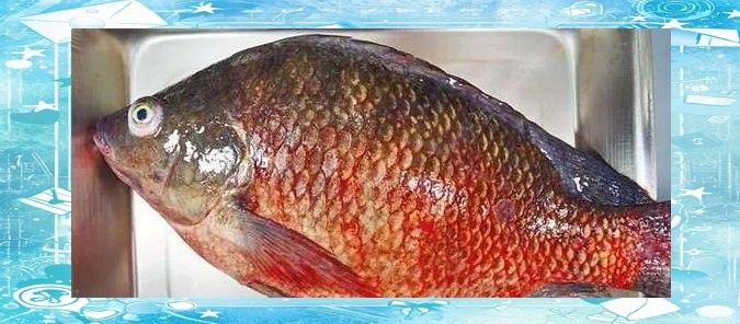 有哪些植物提取物可以預防龍魚疾病？（植物提取物對龍魚疾病的作用）