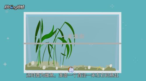 藍(lán)底過背金龍魚繁殖成功率提升方法，如何提高藍(lán)底過背金龍魚的繁殖成功率