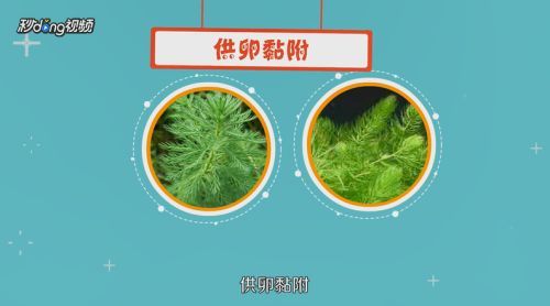 藍(lán)底過背金龍魚繁殖成功率提升方法，如何提高藍(lán)底過背金龍魚的繁殖成功率