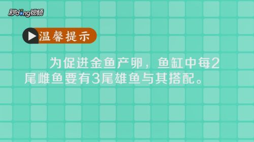 藍(lán)底過背金龍魚繁殖成功率提升方法，如何提高藍(lán)底過背金龍魚的繁殖成功率