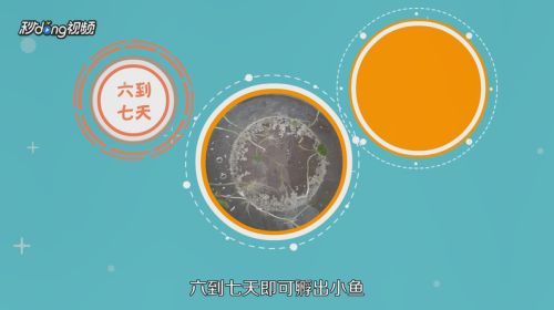 藍(lán)底過背金龍魚繁殖成功率提升方法，如何提高藍(lán)底過背金龍魚的繁殖成功率