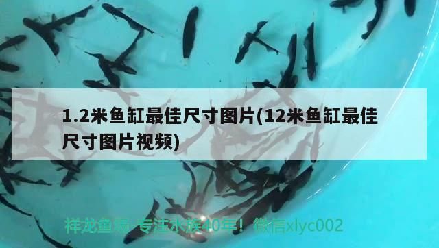 龍魚干蝦有營養嗎 1.2米魚缸最佳尺寸圖片(12米魚缸最佳尺寸圖片視頻)(1.2米魚缸最佳尺寸圖片) 觀賞魚百科 1.2米魚缸最佳尺寸圖片(12米魚缸最佳尺寸圖片視頻)(1.2米魚缸最佳尺寸圖片) 1.2米魚缸最佳尺寸圖片(12米魚缸最佳尺寸圖片視頻)(1.2米魚缸最佳尺寸圖片) 觀賞魚百科