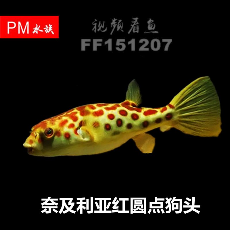 各種觀賞魚的圖片及名稱講解(觀賞魚圖片大全圖片欣賞)（觀賞魚圖片及名稱視頻講解：馬來西亞觀賞魚圖片及名稱） 各種觀賞魚的圖片及名稱講解(觀賞魚圖片大全圖片欣賞)（觀賞魚圖片及名稱視頻講解：馬來西亞觀賞魚圖片及名稱） 觀賞魚百科