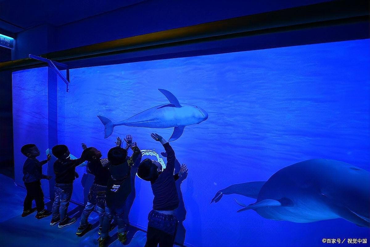 該水族館有哪些特色展區(qū)？（上海海洋水族館游玩攻略）