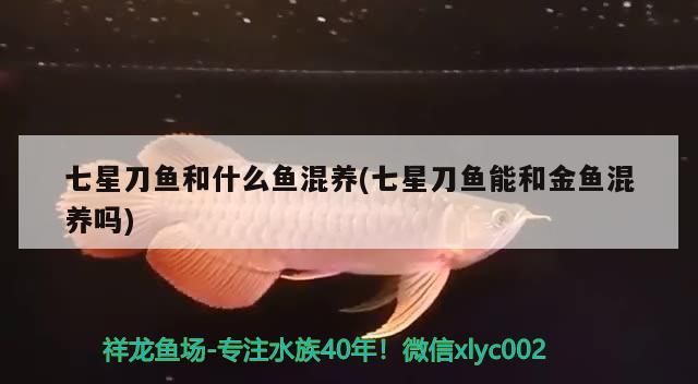 魚缸用增氧泵價格是多少:魚缸增氧機-xtrac增氧機-xtrac增氧機 七星刀魚和什么魚混養(七星刀魚能和金魚混養嗎)(七星刀魚和什么魚混養) 觀賞魚百科 七星刀魚和什么魚混養(七星刀魚能和金魚混養嗎)(七星刀魚和什么魚混養) 七星刀魚和什么魚混養(七星刀魚能和金魚混養嗎)(七星刀魚和什么魚混養) 觀賞魚百科