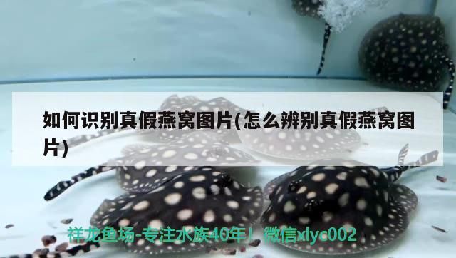如何識別真假燕窩圖片(怎么辨別真假燕窩圖片)（如何識別燕窩的真假）