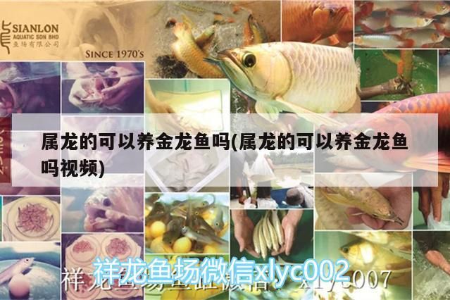 屬龍的可以養金龍魚嗎(屬龍的可以養金龍魚嗎視頻)（屬龍的人可以養金龍魚嗎，屬龍的可以養金龍魚嗎） 屬龍的可以養金龍魚嗎(屬龍的可以養金龍魚嗎視頻)（屬龍的人可以養金龍魚嗎，屬龍的可以養金龍魚嗎） 觀賞魚百科