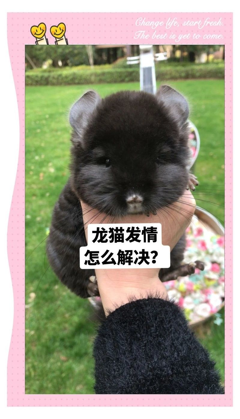 龍貓發情時有哪些注意事項（養龍貓的注意事項）