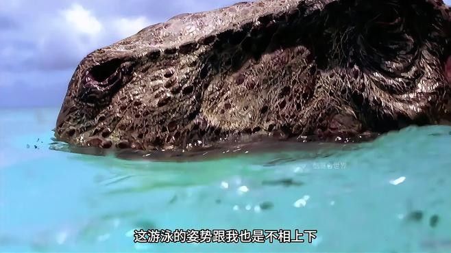 恐龍魚有哪些獨特的繁殖方式（六角恐龍魚的繁殖方式） 恐龍魚有哪些獨特的繁殖方式（六角恐龍魚的繁殖方式） 龍魚百科 第2張
