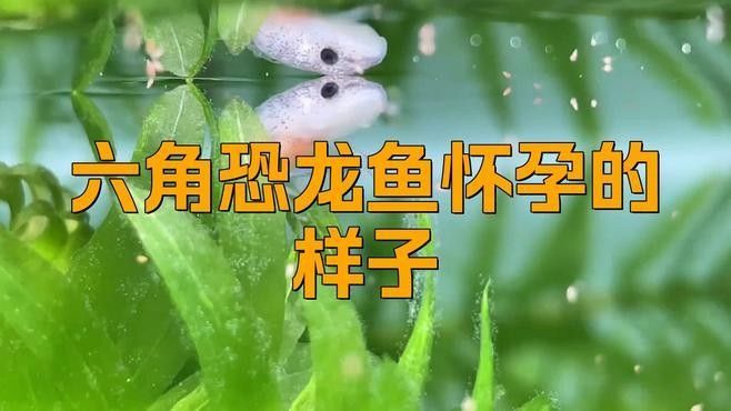 恐龍魚有哪些獨特的繁殖方式（六角恐龍魚的繁殖方式） 恐龍魚有哪些獨特的繁殖方式（六角恐龍魚的繁殖方式） 龍魚百科 第1張