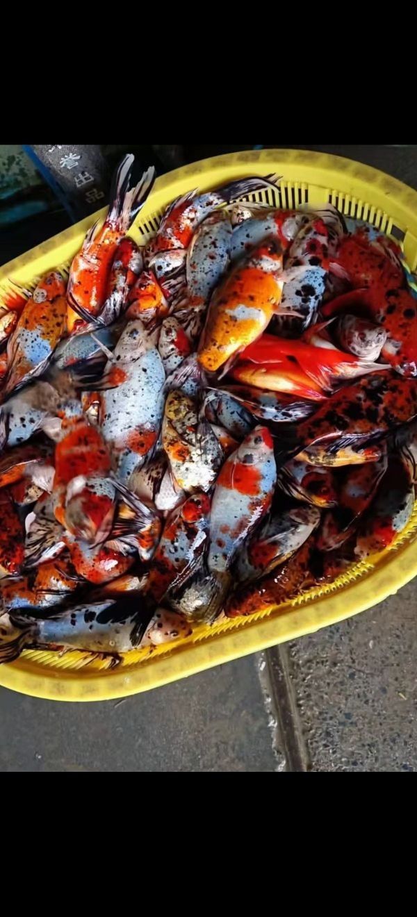 北市哪個水族館龍魚好？祥龍魚場龍魚（北京哪個水族館龍魚好）