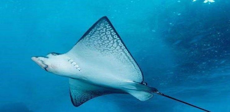 晉源哪個水族館龍魚好？祥龍魚場龍魚（太原祥龍魚場龍魚品種和專業的養殖技術和專業的養殖技術）