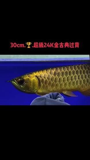 給我一些古典金龍魚成長過程的圖片（古典金龍魚的成長過程）