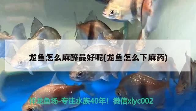 龍魚怎么麻醉最好呢(龍魚怎么下麻藥)（龍魚怎么麻醉最好） 龍魚怎么麻醉最好呢(龍魚怎么下麻藥)（龍魚怎么麻醉最好） 觀賞魚百科