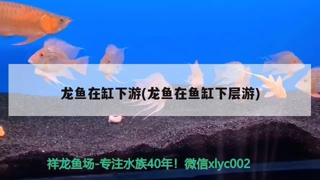 龍魚(yú)在缸下游(龍魚(yú)在魚(yú)缸下層游)（龍魚(yú)為什么喜歡在缸下游）