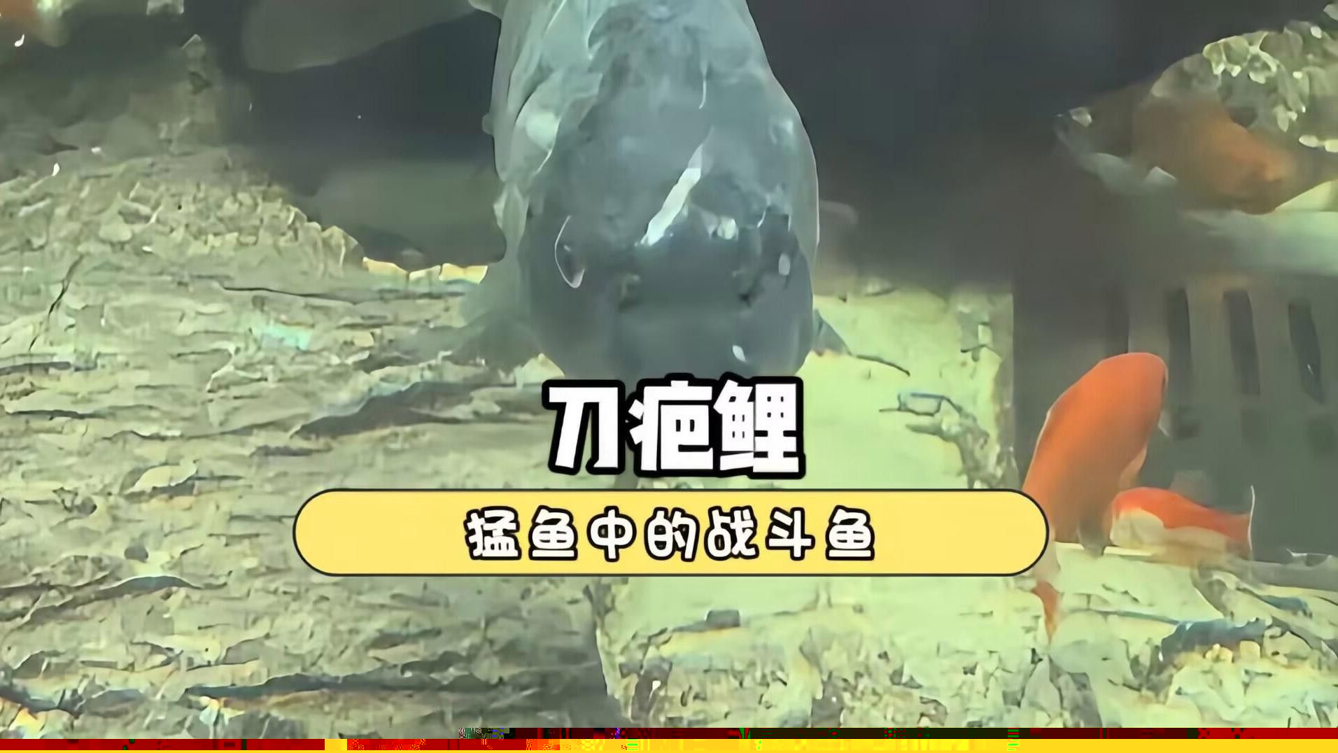 混養(yǎng)缸需要多大的容積（關(guān)于混養(yǎng)缸容積選擇的一些建議） 混養(yǎng)缸需要多大的容積（關(guān)于混養(yǎng)缸容積選擇的一些建議） 龍魚百科 第3張