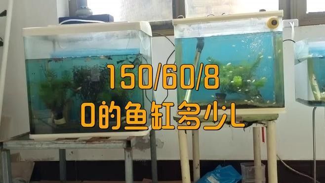 混養(yǎng)缸需要多大的容積（關(guān)于混養(yǎng)缸容積選擇的一些建議） 混養(yǎng)缸需要多大的容積（關(guān)于混養(yǎng)缸容積選擇的一些建議） 龍魚百科 第2張