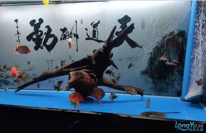 混養(yǎng)缸需要多大的容積（關(guān)于混養(yǎng)缸容積選擇的一些建議） 混養(yǎng)缸需要多大的容積（關(guān)于混養(yǎng)缸容積選擇的一些建議） 龍魚百科 第5張