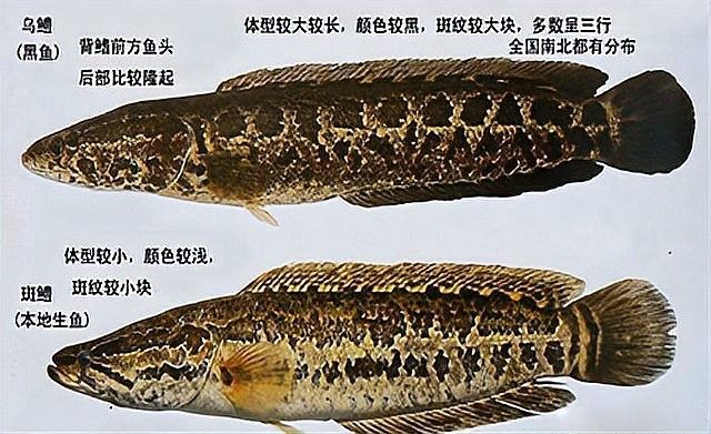 深海黑龍魚如何繁殖？（為什么科學獵奇黑魚的繁殖過程，神奇!）